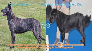 Dutch Shepherd vs. Romanian Raven Shepherd Dog: A Breed Compar...