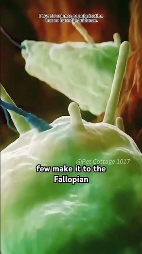 How Conception Works? (3D Animation)