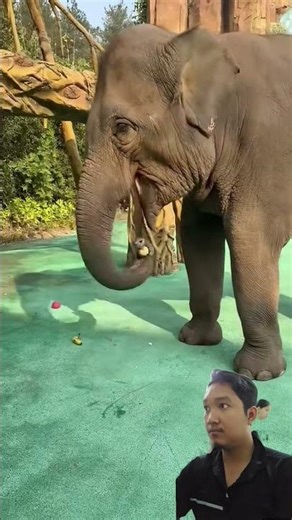 🐘 Elephant Intelligence: Amazing Problem Solving Skills! 🍌 #Shorts #SmartAnimals #ElephantLife 🐘