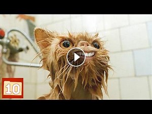 Top 10 RAREST Cat Breeds