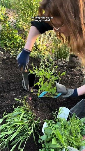 How to create a wildlife pond in under 15 minutes