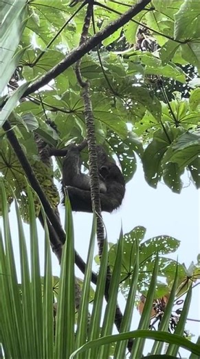 Spotting Sloths, Costa Rica Rainforest, Destination Services Costa Rica from Marc B. 🦥