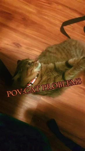 Understanding Your Cat's Aggressive Behavior