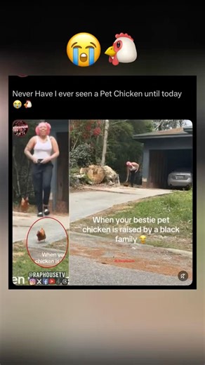 First Time Seeing a Pet Chicken 😂