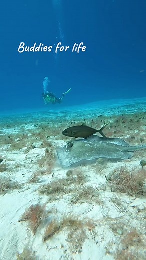 What Do Stingrays Eat? Discover Their Feeding Habits