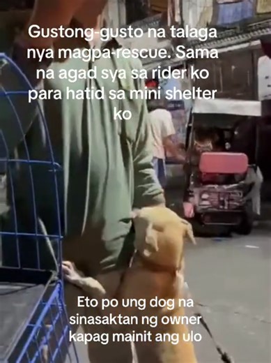 Rescue Dog Transformation: Heartwarming Pet Rescue Stories