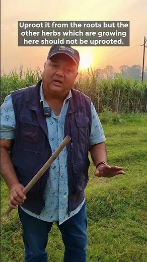 Parthenium hysterophorus: An invasive grass species