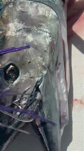 1M views · 2.6K reactions | 10 swings later… still kicking. Humane or harsh? You tell me.  #Wahooproblems #wahoo #battingpractice | Connley Fishing | Facebook