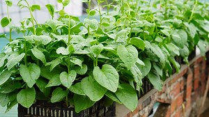 87K views · 1.5K reactions | How to grow high yielding asparagus, Watch Here: https://youtu.be/Gas8aJ1ncGA | DIY Balcony Garden | Facebook