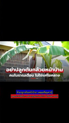 ห้ามปลูกกล้วยหน้าบ้าน? เหตุผลที่คุณควรรู้ #ต้นกล้วย #ฮวงจุ้ย #ความเชื่อ