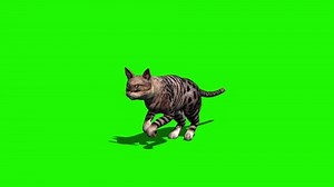 cat runs - 2 different views - with shadow