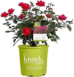 Double Rose, 2 Gal, Red Blooms (Double Red)