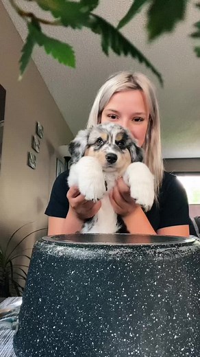 this is my first tiktok please be nice!! #aussie #australianshehppard #bluemerle #bluemerleaussie #aussietiktok #puppy #puppylove #puppytiktok #fyp