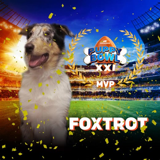 Give it up for Foxtrot, the MVP of #PuppyBowl XXI 🎊 His determination and skill led to epic moments on the field! | Animal Planet