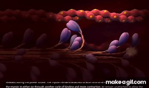 Muscle Contraction Process on Make a GIF