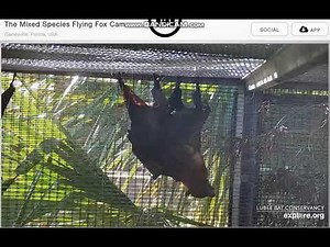 Nov 11, 2024 Mixed Species Flying Fox Cam: Variable Bats Mating
