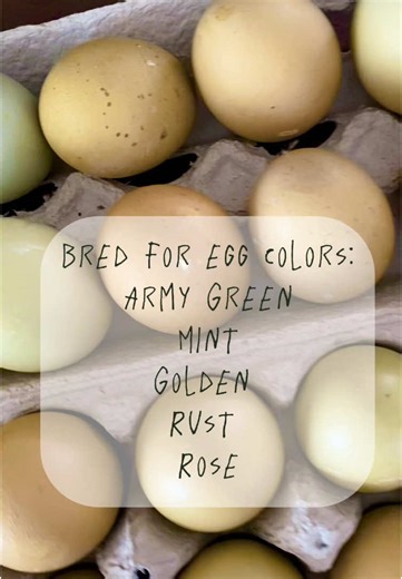 Hatching season has officially begun! Can’t wait to see what pops out of these eggs in 3 weeks. 😃🐣🐥. #hatching #eggs #homestead #chicks #green #golden #olive #chickeneggs