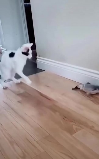 Funny pets#Pets are cute