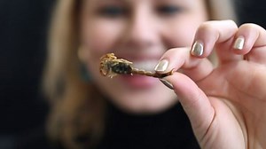 Buggin' out: This chef makes gourmet dishes with insects