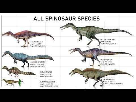 All 16 Different Species Of Spinosaurs Explained (2022)