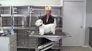 3.7K views · 133 reactions | Tip Tuesday- The West Highland White Terrier Pet Trim. Watch and learn simple grooming tips and techniques to simplify Westie grooming. Watch the entire video at https://videos.groomingprofessors.com/categories/learn-how-to-groom-dogs-from-the-terrier-group | Grooming Professors | Facebook