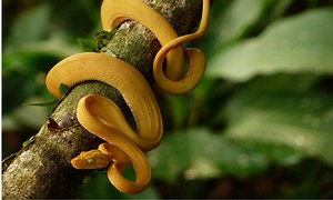 Head's Up! 8 Snakes in the Americas that Love to Climb Trees