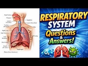Respiratory System MCQs with Rationales/ Respiratory Anatomy Question/Respiratory System Quiz