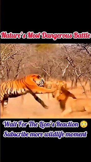Tiger vs Lions – The Most Intense Wild Fight Ever Caught on Camera! #tigertime
