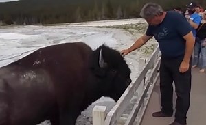 National Park Service issues Warning After Recent Bison Attacks At Yellowstone: “Don’t Pet The Fluffy Cows” | Whiskey Riff