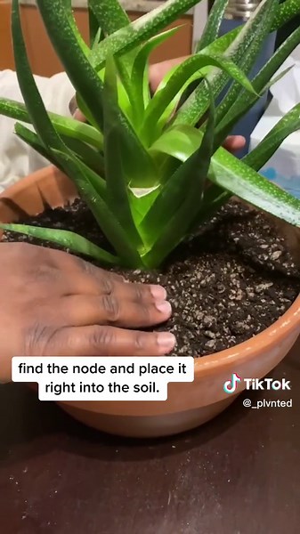 Tips for Repotting Broken Aloe Plants