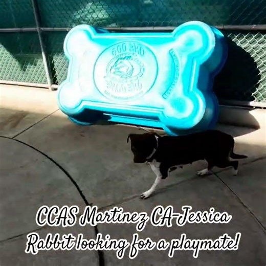 CCAS Martinez CA-Jessica Rabbit looking for a playmate!