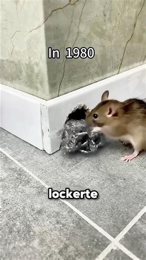 How to get rid of mice in your house