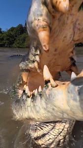 22K views · 14K reactions | Stumpy is a crowd favourite. Over 60years old, 1 complete leg and still putting on a show. What an absolute weapon.  Saltwater Crocodile Northern Territory Australia | Wildman Adventures | Facebook