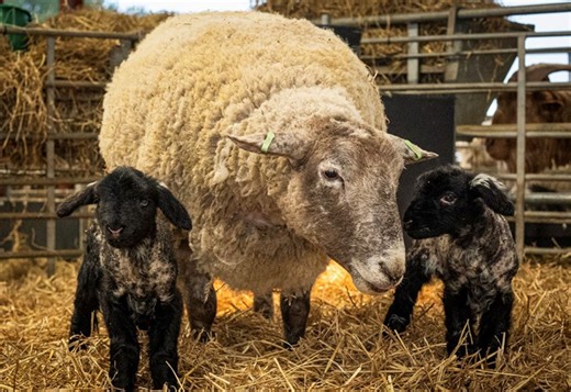 Fiona the ‘world’s loneliest sheep’ becomes mum to twins