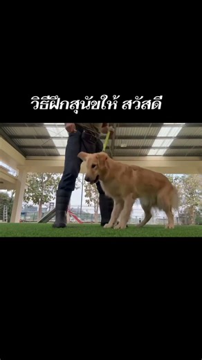 Train your dog to say "hello" easily – a method you can do yourself.