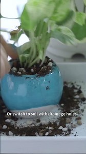 Why are your Pothos roots brown and mushy? 🤔 #pothos #rootrot #mushy #rot