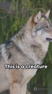This AI Wolf has the İntelligence of a Real one #wolf #quotes #facts