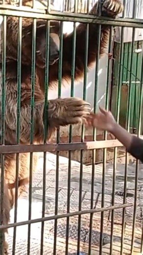 Smiling Bear Charms Visitors | An Unforgettable Moment #SmilingBear