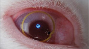 UW's prototype bionic contact lens declared safe on rabbit eye