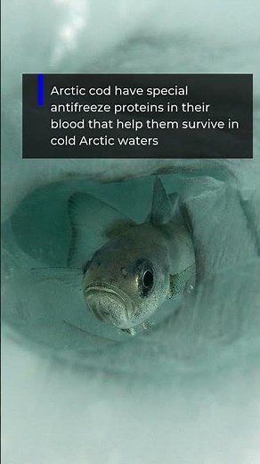 Arctic cod are one of the most abundant fish in the Arctic Ocean