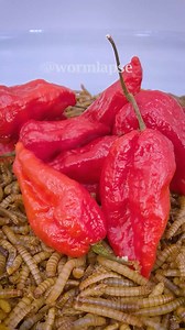 17K views · 159 reactions | Mealworms vs. One chip challenge, ghost peppers and carolina reapers | WormLapse | Facebook
