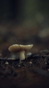 12K views · 102 reactions | 11 people in Amish family ingest toxic mushrooms, including 1-year-old a member of an Amish family decided to go into the woods to find mushrooms. the member found some wild mushrooms and took them back home for their family to eat on Friday Evening. Little did they know at the time is that they misidentified the mushroom which proved to be detrimental. #wildmushrooms #mushrooms #amishmushrooms #mushroomhunter #amishfood #amish #amishlife | The Amish Way | Facebook