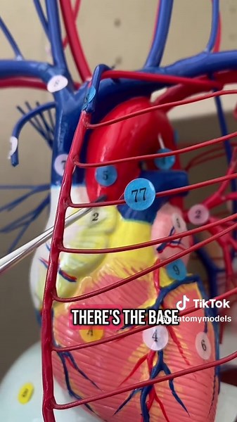 Understanding the Aorta Pathway in Human Anatomy