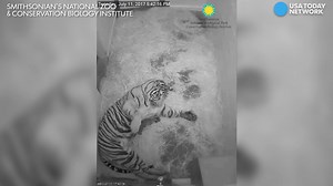 129K views | A Sumatran tiger cub born at the Smithsonian’s National Zoo & Conservation Biology Institute breathes life back into a species considered critically endangered, with only 300-400 estimated in the wild. | USA TODAY Video | Facebook