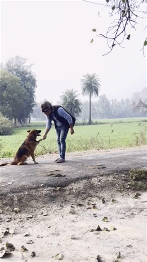 Tiger ko commands ab bhi yd hai #shortfeed #viral #manku #monkey #tiger #dog #commands #animallovers