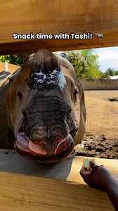 9.8K views · 545 reactions | Happy #WorldRhinoDay! 憐 The Buffalo Zoo...
