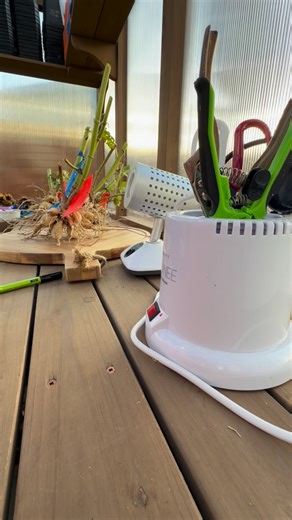 ✨Sterilizing tools is a must for me when dividing—but NO bleach or Clorox ❌ They make my tools rusty and damaged over time. I don’t settle for less when it comes to my plants or my tools! 👌 So I invested in professional lab-style sterilization equipment 🔬🔥 Now I’m 100% sure all bacteria is gone and my tools stay in perfect condition. ✅ Just be careful… this machine gets super HOT 😅 Clean tools = healthy plants = happy gardener! 🌱💚 #ivysblooms #Idontsettleforless #gardeningtips #professiona