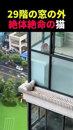 A cat's fate hangs in the balance outside a 29th-floor window #animals #pets #cute #healing #cat ...