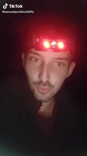 Hochstetter's Frog: A Unique New Zealand Amphibian