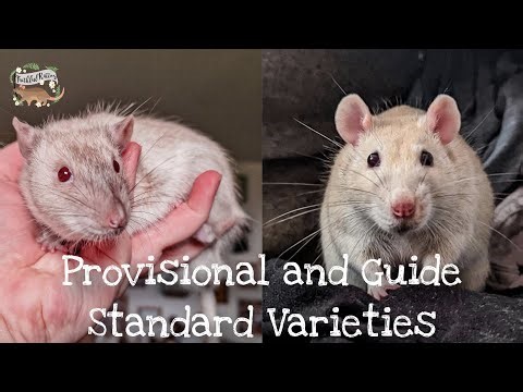 Provisional and Guide Standard Rat Varieties in the UK✨️🐀